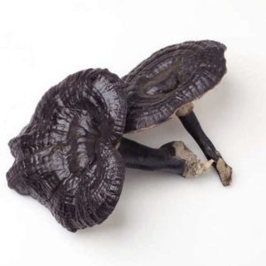 Black Reishi Agar Plate