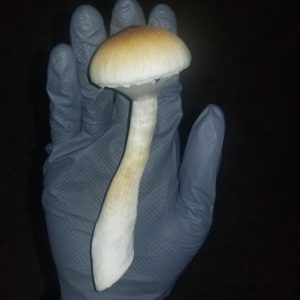 Averys Albino Spore Syringe