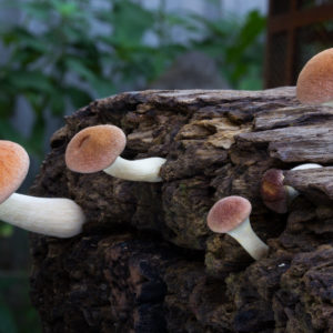 Gymnopilus purpuratus Swabs