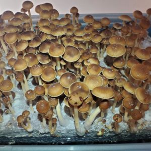 Golden Cluster F*ck Spore Syringe