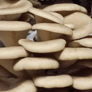 Sporeless Oyster Liquid Culture