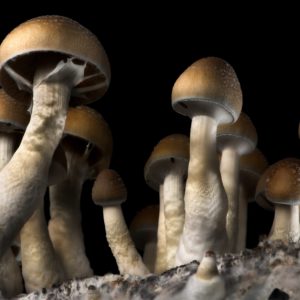 Blue Meanie Spore Syringe