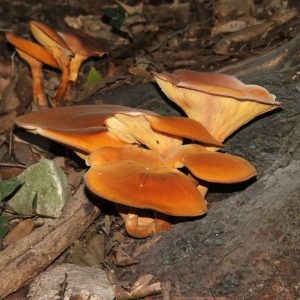 Jack O'Lantern Mushroom Liquid Culture