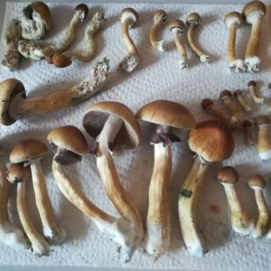 Maui Platinum (PESH) Spore Print