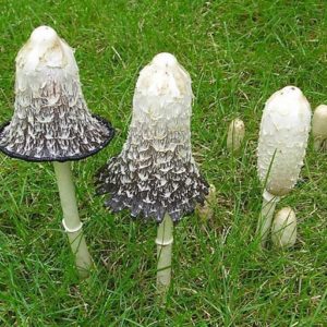 Shaggy Mane Agar Plate