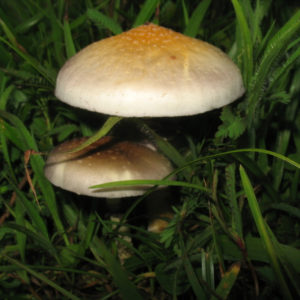 Arenal Volcano (Costa Rica) Spore Syringe