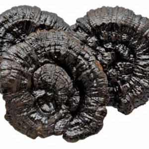 Black Reishi Liquid Culture