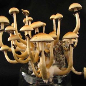 Mazatapec Spore Syringe