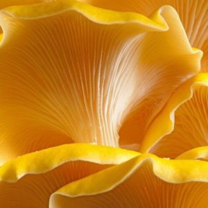 Golden Oyster Liquid Culture