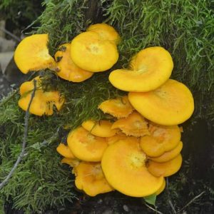 Golden Oyster Agar Plate