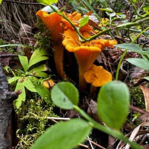 Golden Chanterelle Agar Plate