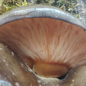 Olive Oysterling / Mukitake Liquid Culture