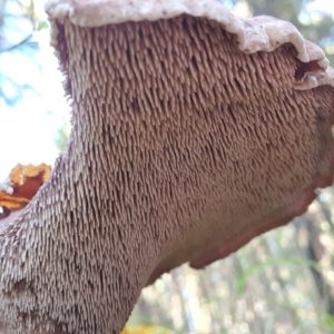 Hawk's Wing Liquid Culture