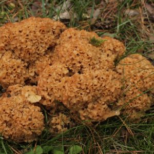 Cauliflower Mushroom Agar Plate