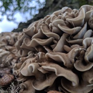 Maitake (Hen of the Woods) Agar Plate