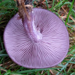 Wood Blewit Agar Plate