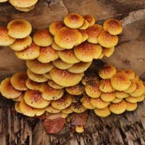 Chestnut Mushroom Liquid Culture