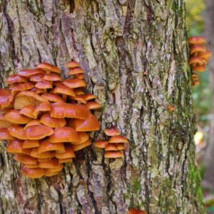 Golden Enoki Liquid Culture