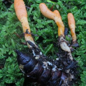 Cordyceps Militaris Agar Plate