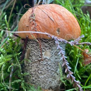 Orange Birch Bolete Liquid Culture