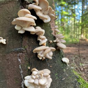 Pearl Oyster Agar Plate