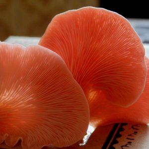 Pink Oyster Agar Plate