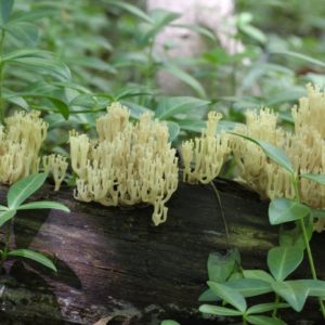 Crown Coral Agar Plate