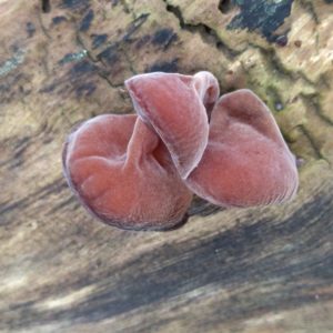 Wood Ear Agar Plate