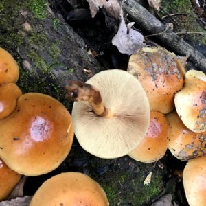 Nameko Liquid Culture