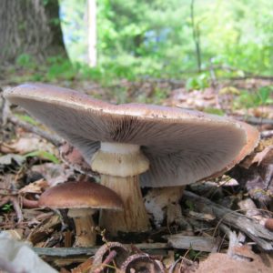 Wine Caps Agar Plate