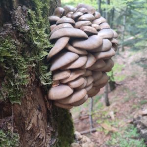 Blue Oyster Agar Plate
