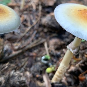 Tidal Wave Spore Syringe