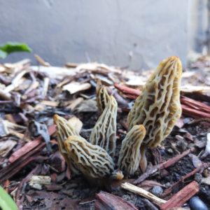 White Morel Liquid Culture