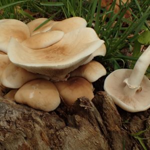 Black Poplar Agar Plate