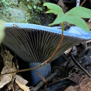 Indigo Milkcap Agar Plate