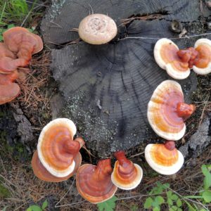 Red Reishi Agar Plate