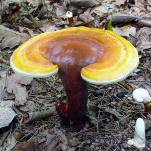 Yellow Reishi Liquid Culture