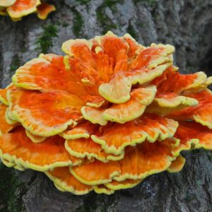Chicken Of The Woods Agar Plate