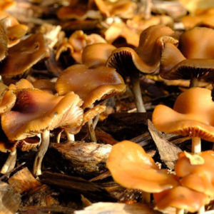 Pan. cyanescens var. Goliath Swab