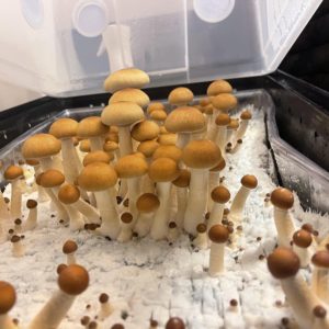 Golden Halo Spore Print