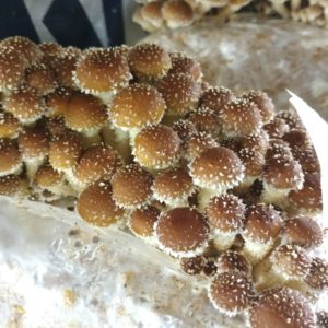 Chestnut Mushroom Agar Plate