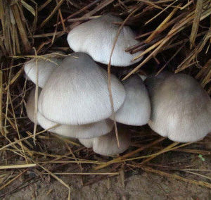 Paddy Straw Liquid Culture