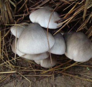 Paddy Straw Agar Plate