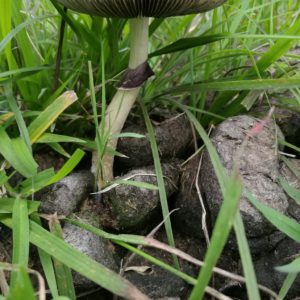 Purple Mystic Spore Syringe