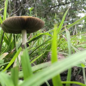 Jedi Mind Fuck Spore Print