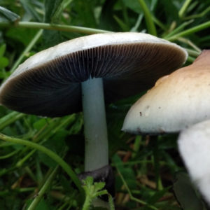 Melmac Spore Syringe