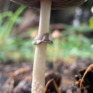 Z Strain Spore Print