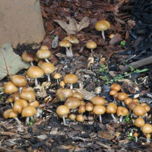 Psilocybe Allenii Swab