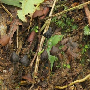 Psilocybe heimii Swab