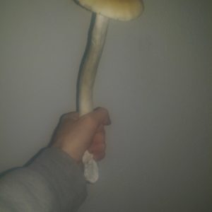 Burma Spore Spore Syringe